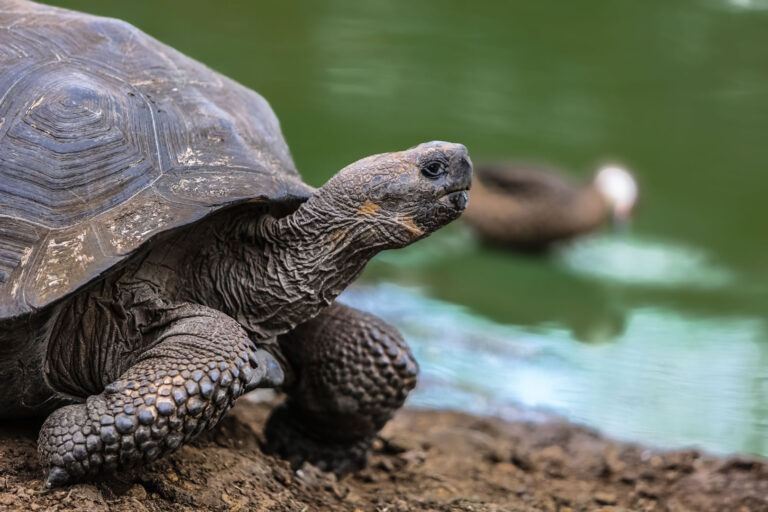 Galápagos Tour