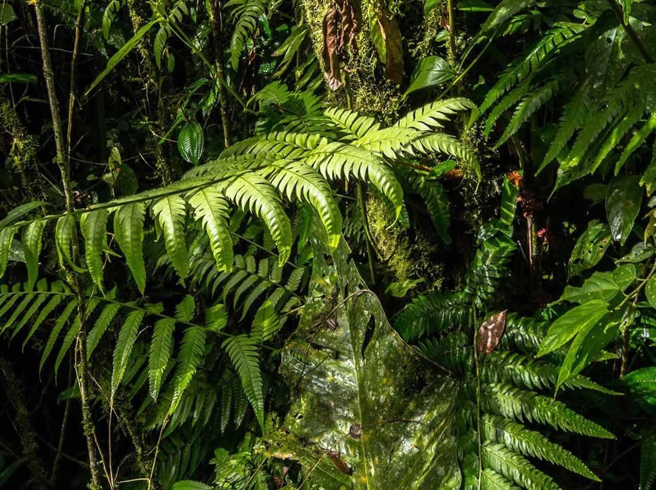Ecuador Cloud Forest & Quito Experience