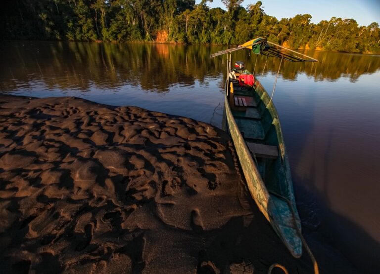 Ancestral Healing: Jungle Wellness