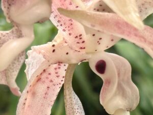 Cloud Forest Biodiversity