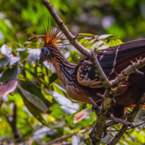 Birdwatching in Cloud Forest