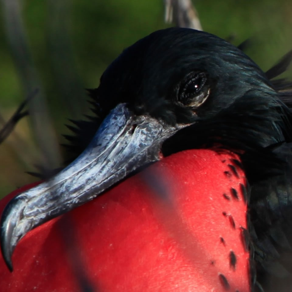Birdwatching Ecuador