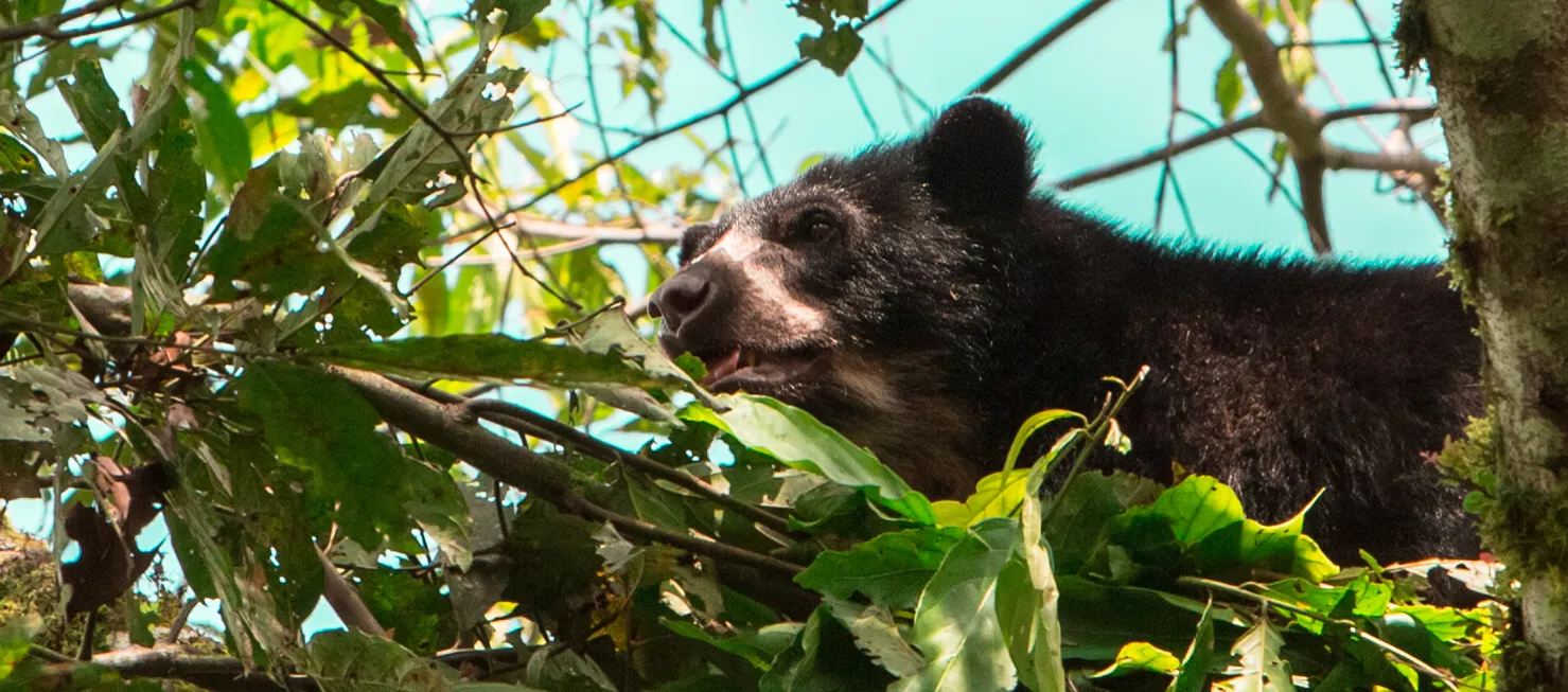Ecuador Luxury Experience Cloud Forest
