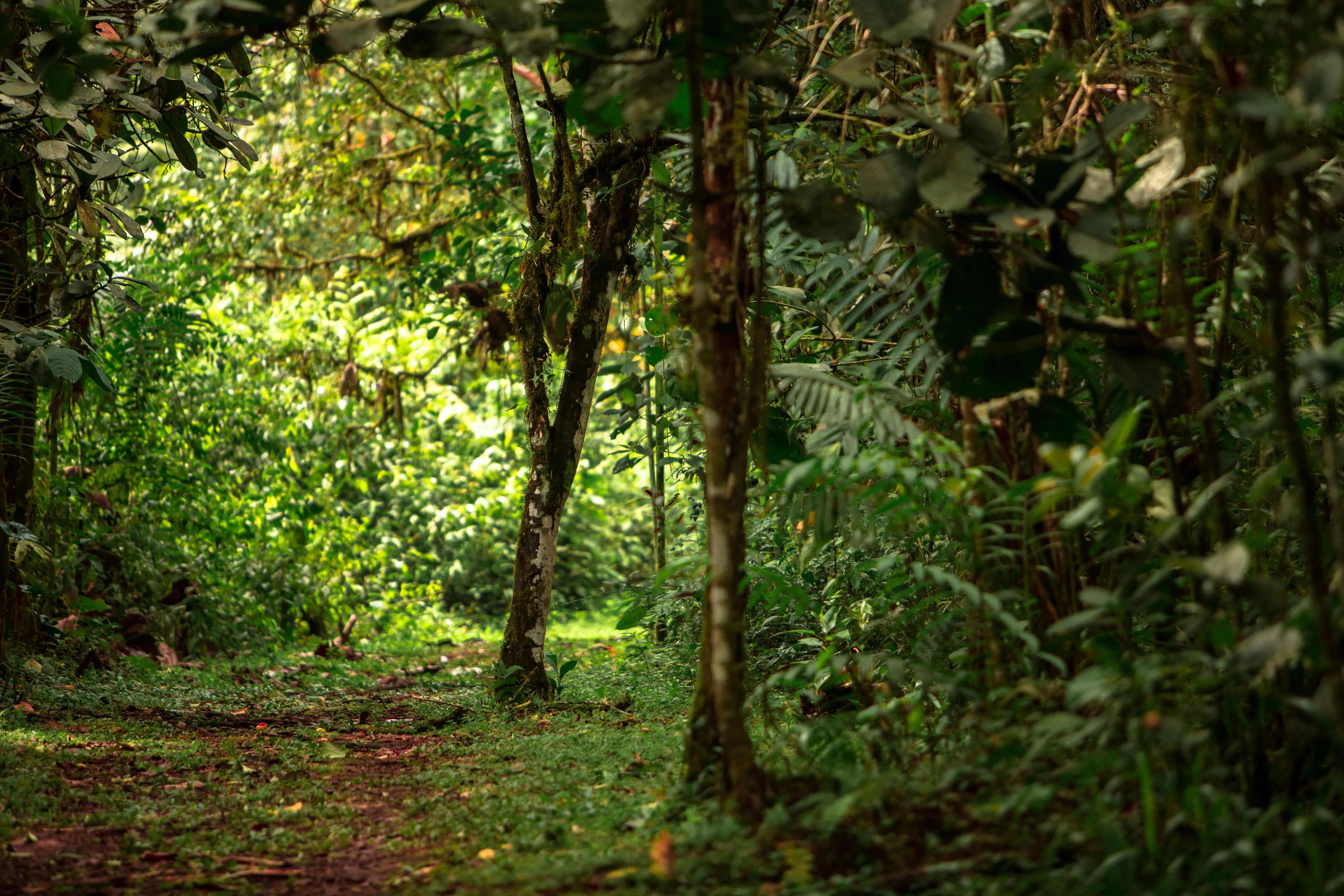 Ecuador Cloud Forest Quito Experience