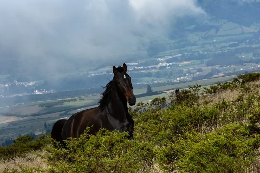 Hacienda Abraspungo Chimborazo Equestrian