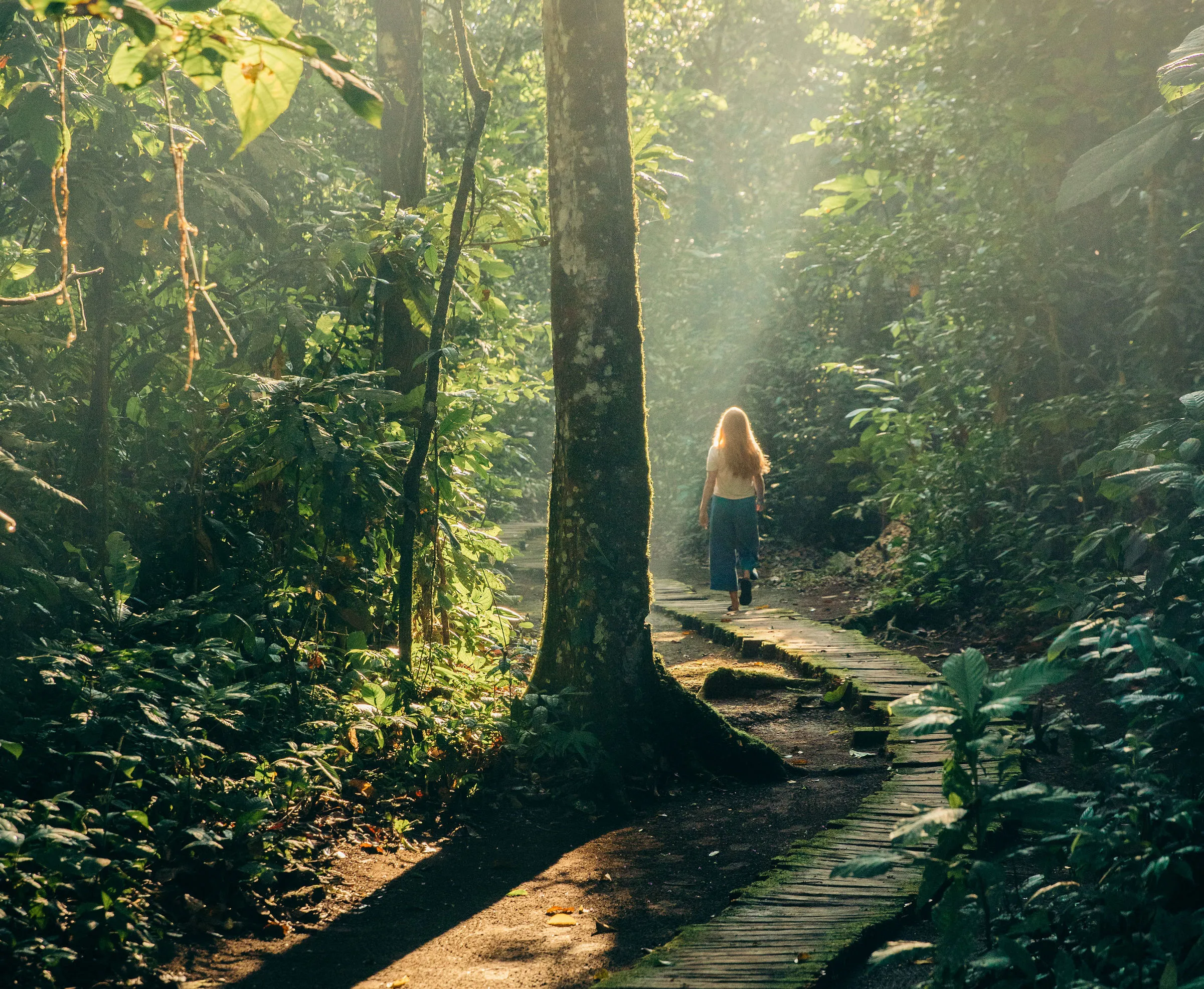 Amazon rainforest canopy