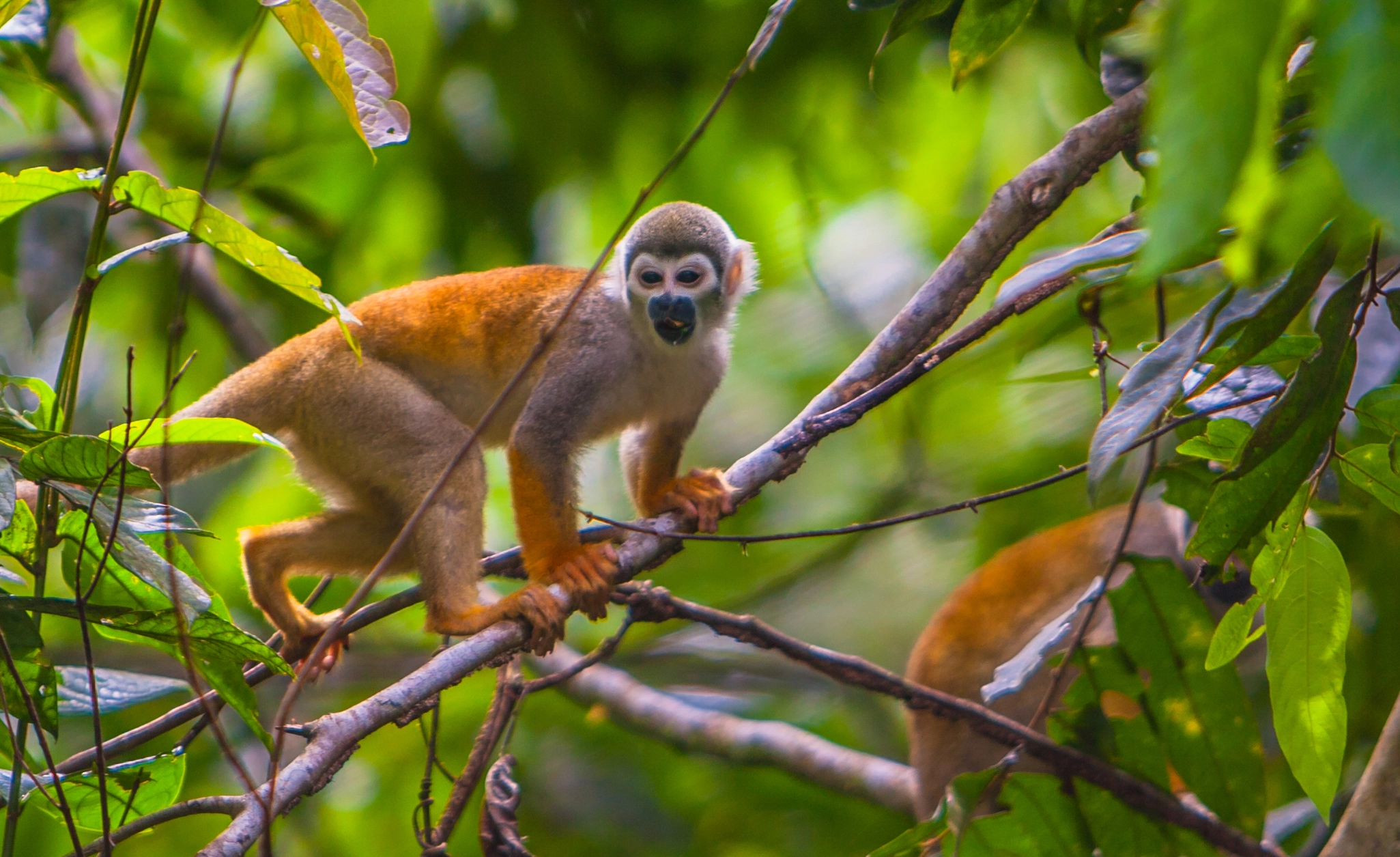 Amazon wildlife and birdwatching