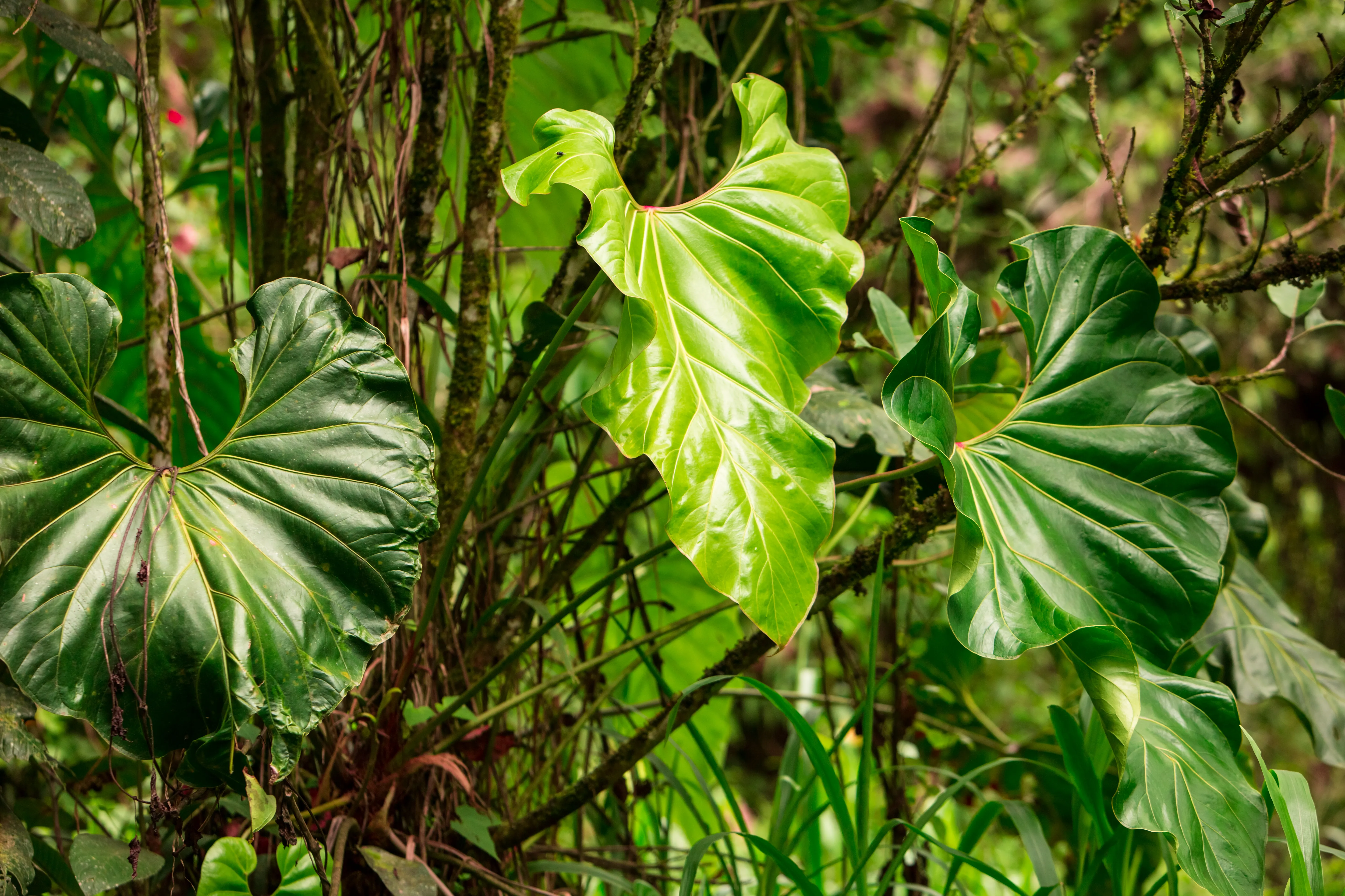 Cloud Forest Mist