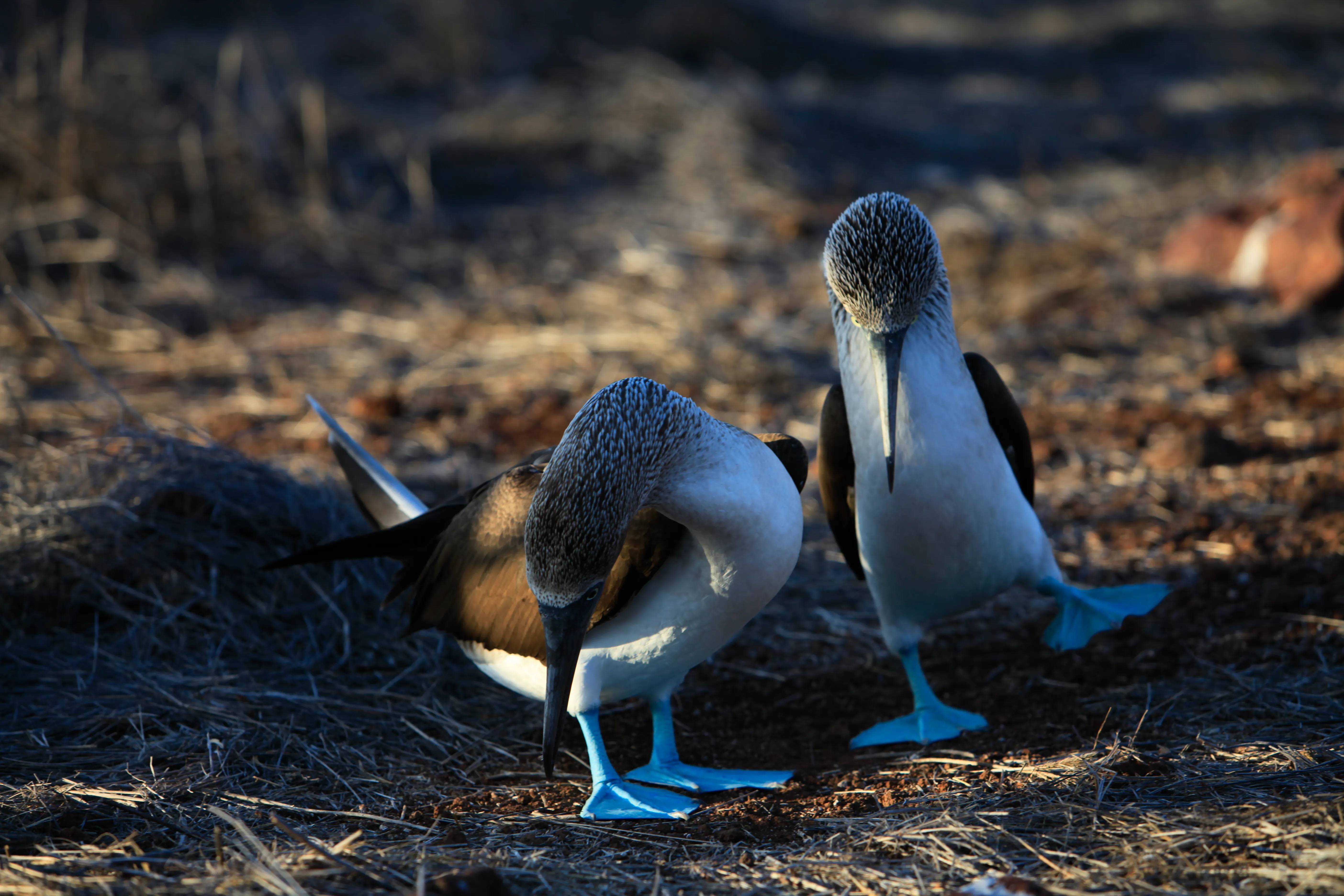 Galapagos Islands Wellness